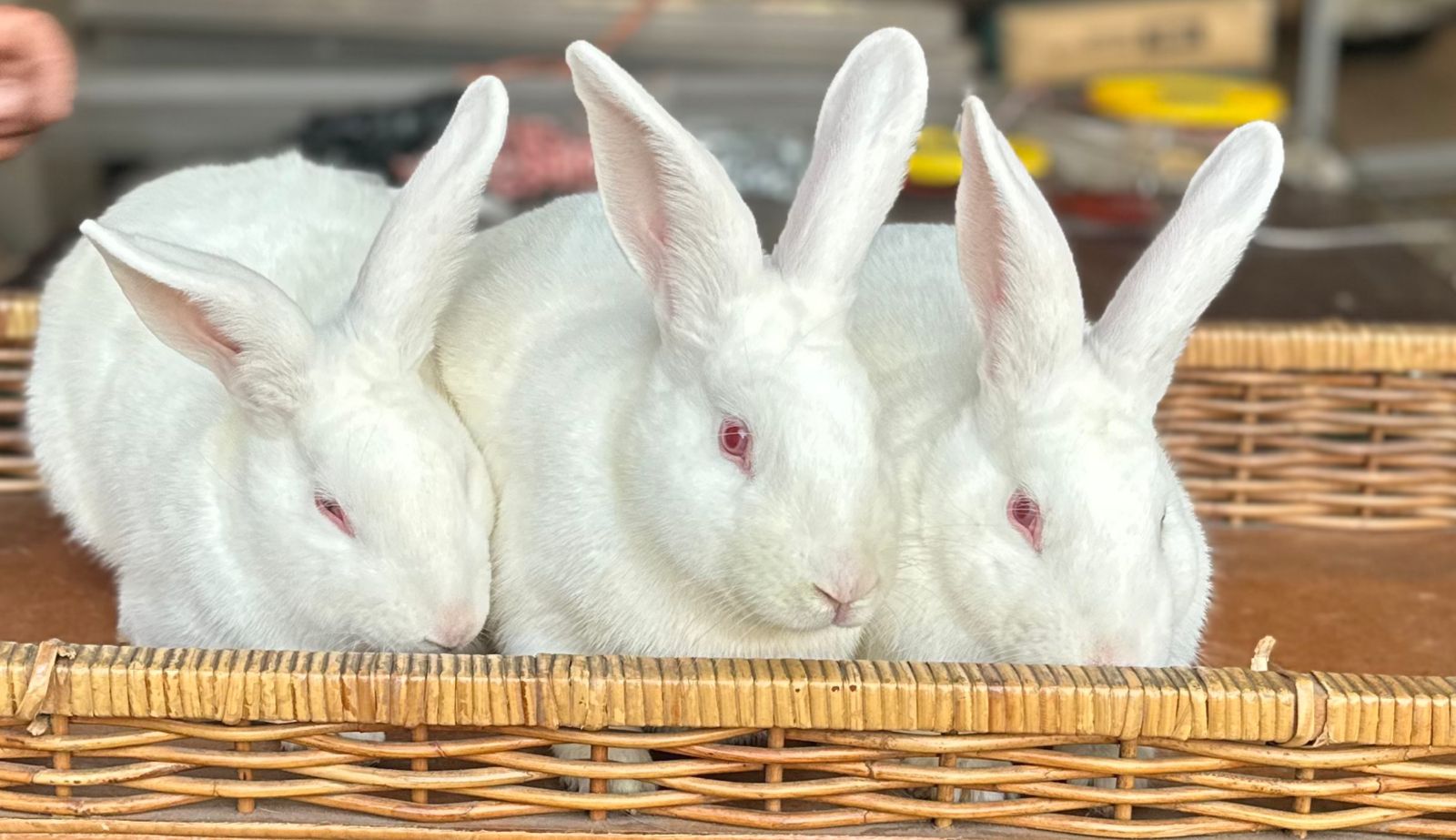 New zealand white rabbits And flemish giant rabbits | Junk Mail Marketplace