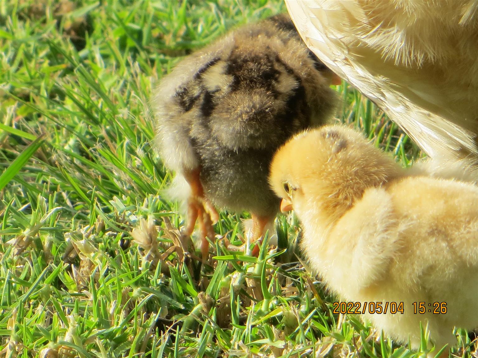 Silkie / Bantam Chickens for sale Junk Mail
