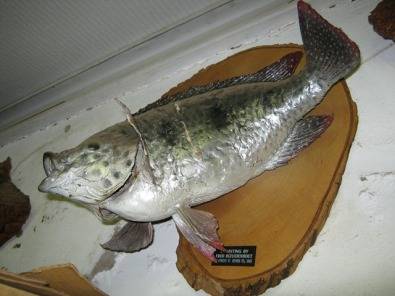 Fiberglass fish replica's by Fred Bezuidenhout