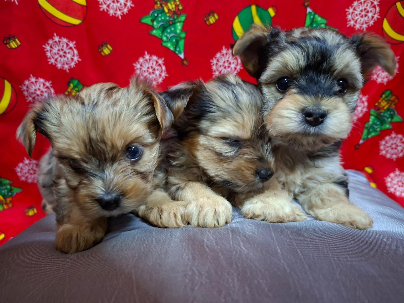 Pure bred Yorkie puppies | Junk Mail Marketplace