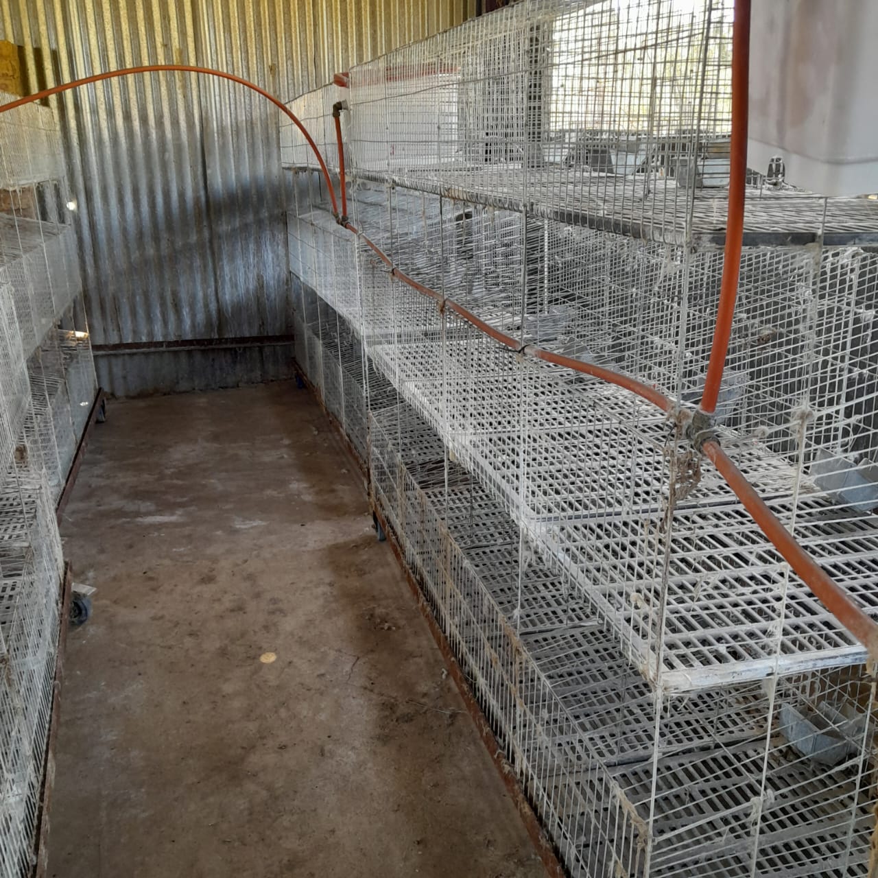 Commercial Breeder Rabbit Cages for Sale | Junk Mail Marketplace