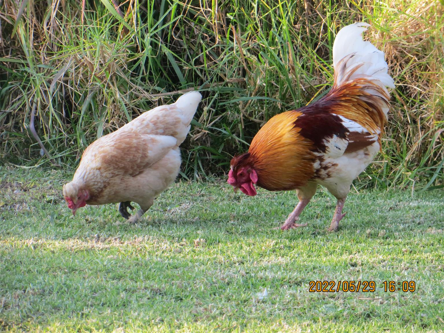 Silkie / Bantam Chickens for sale Junk Mail