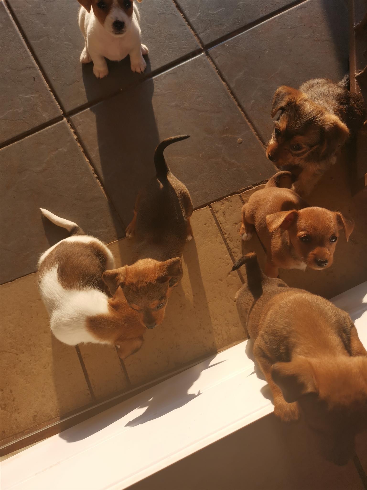 Cross yorkie and jack russell puppies for sale.