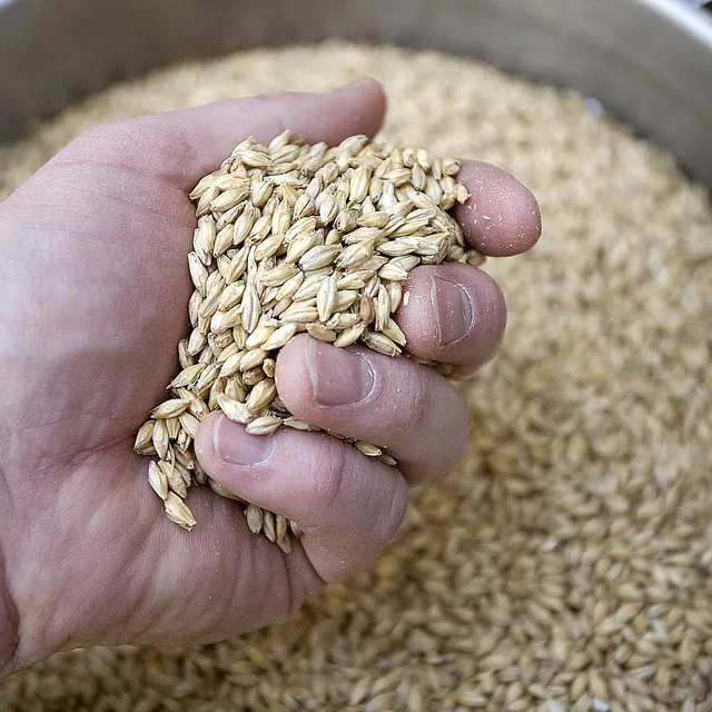 Barley seed for Sale 