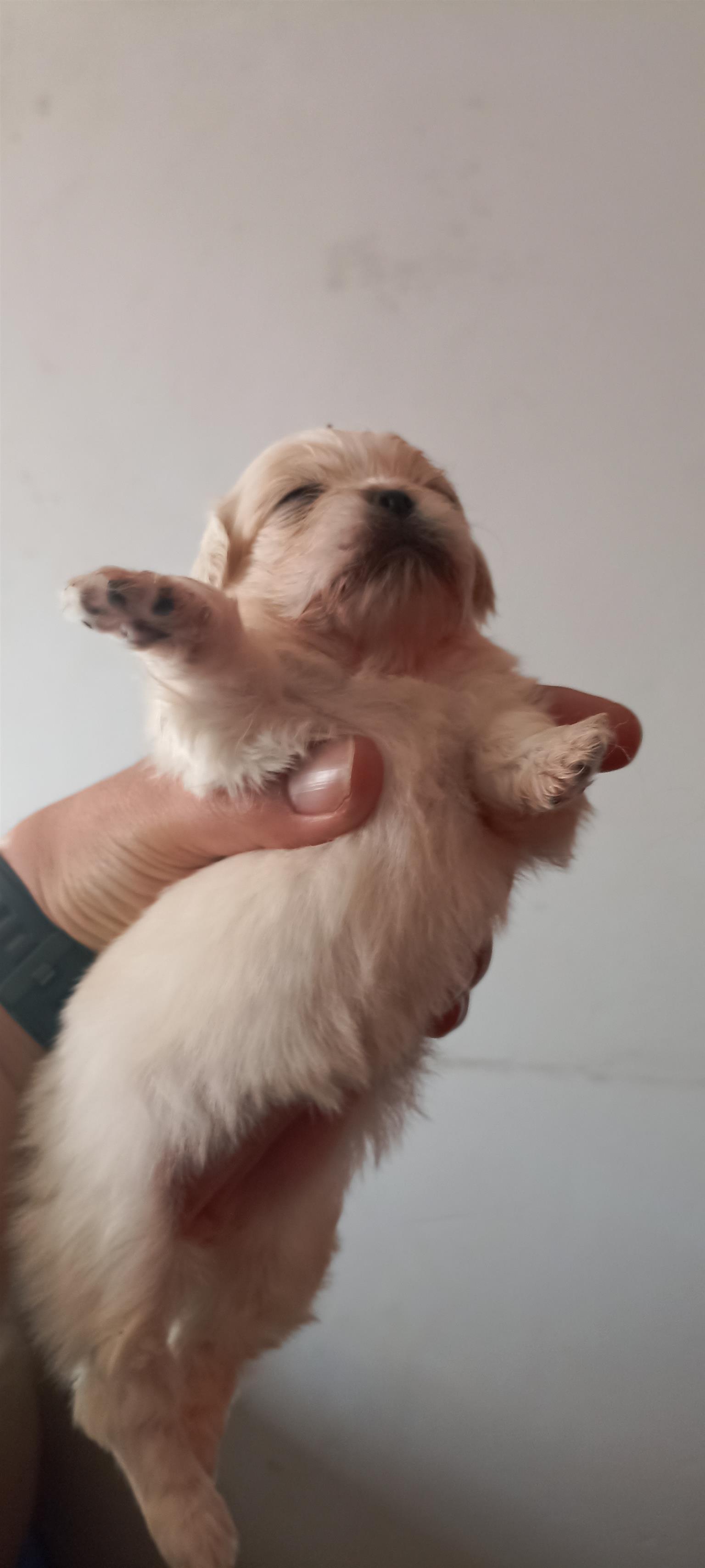 3 x beautiful pekingese pups for sale Junk Mail Marketplace