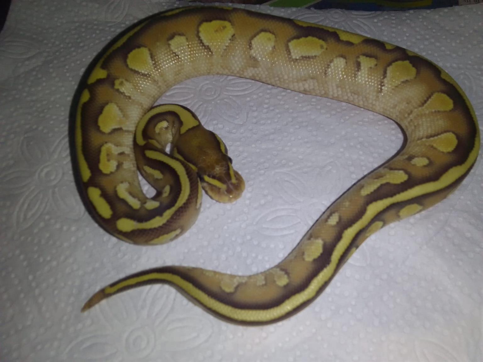 Corn Ball Python Ball pythons & Corn snakes | Junk Mail Marketplace