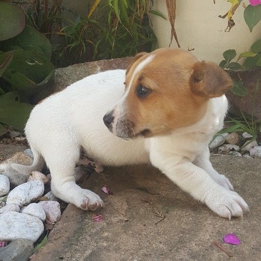 Jack Russell Puppies smooth coat short leg 
