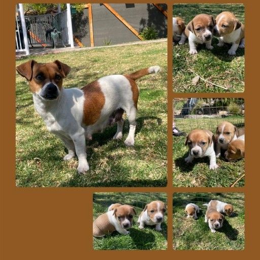 opregte kortbeen jack russels | Junk Mail Marketplace