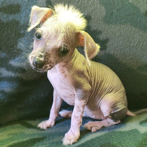 chinese crested and powder puff puppys