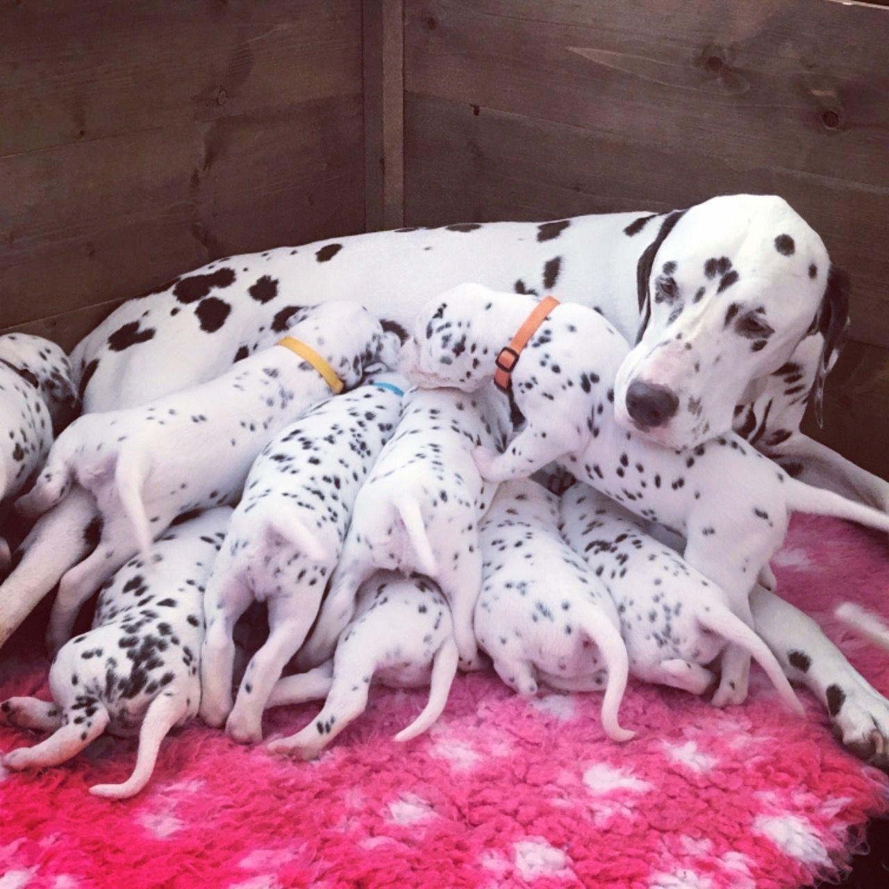 23+ Purebred Dalmatian Puppies Image - Bleumoonproductions