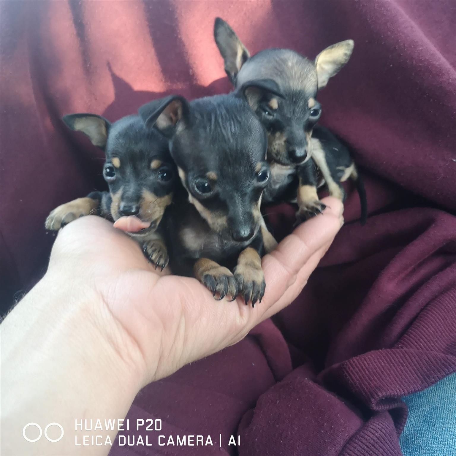 Teacup Doberman For Goldenacresdogs Teacup Doberman For