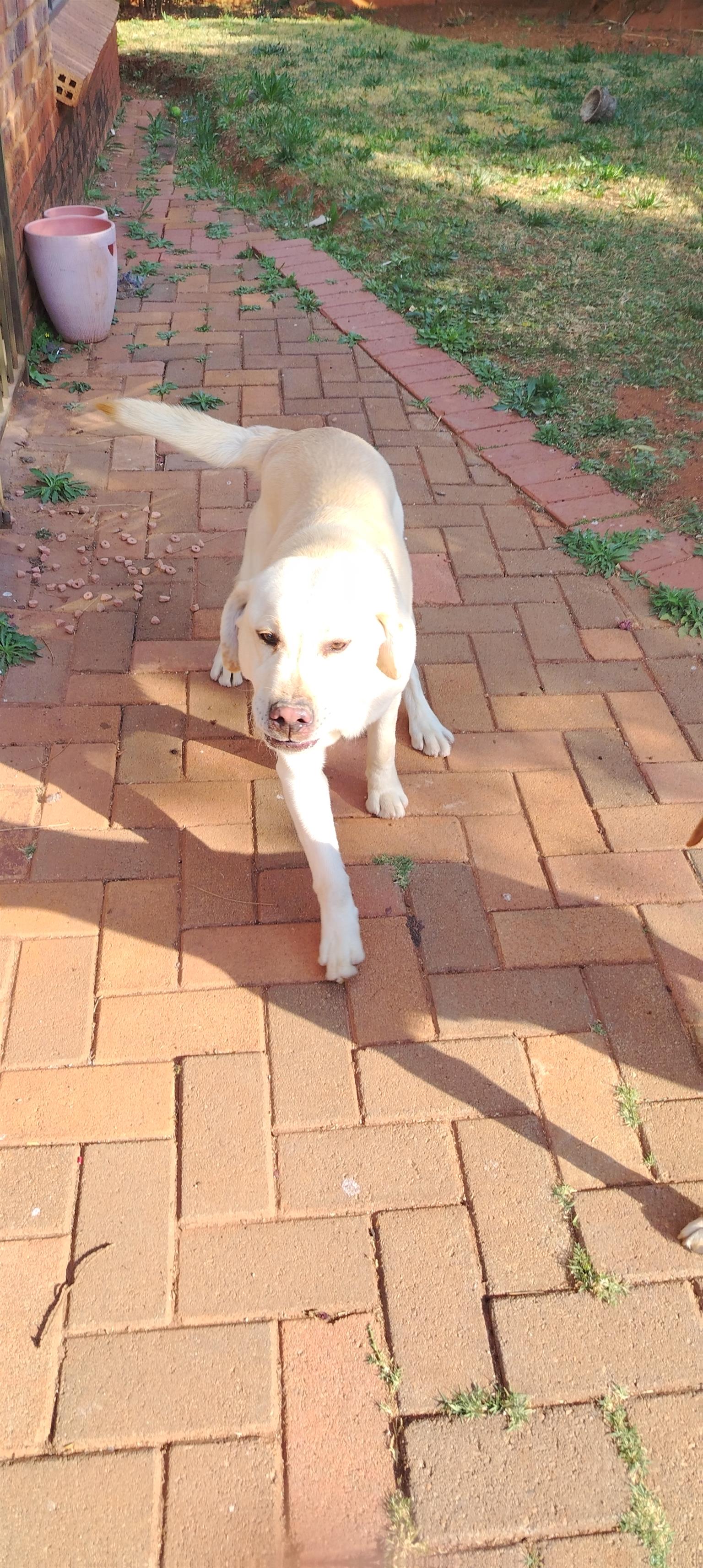 Adorable pure bread Labrador puppies | Junk Mail Marketplace