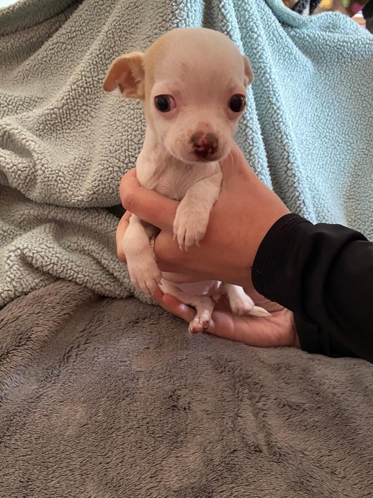 what should i feed my 8 week old chihuahua puppy