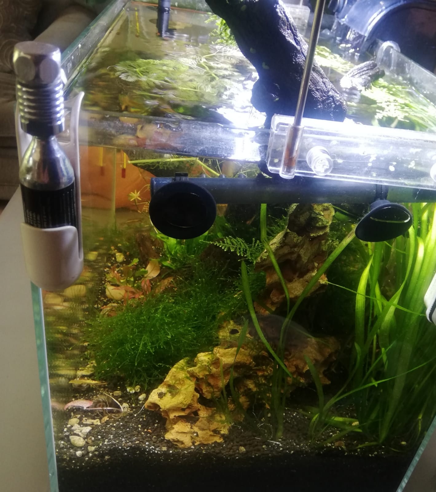 STARFIRE Complete Scape tank incl Nano Co2 defuser setup | Junk Mail ...