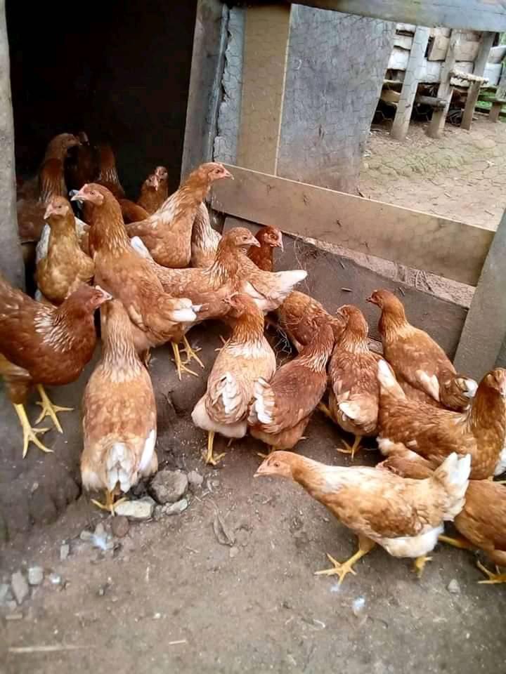 Chickens for Sale