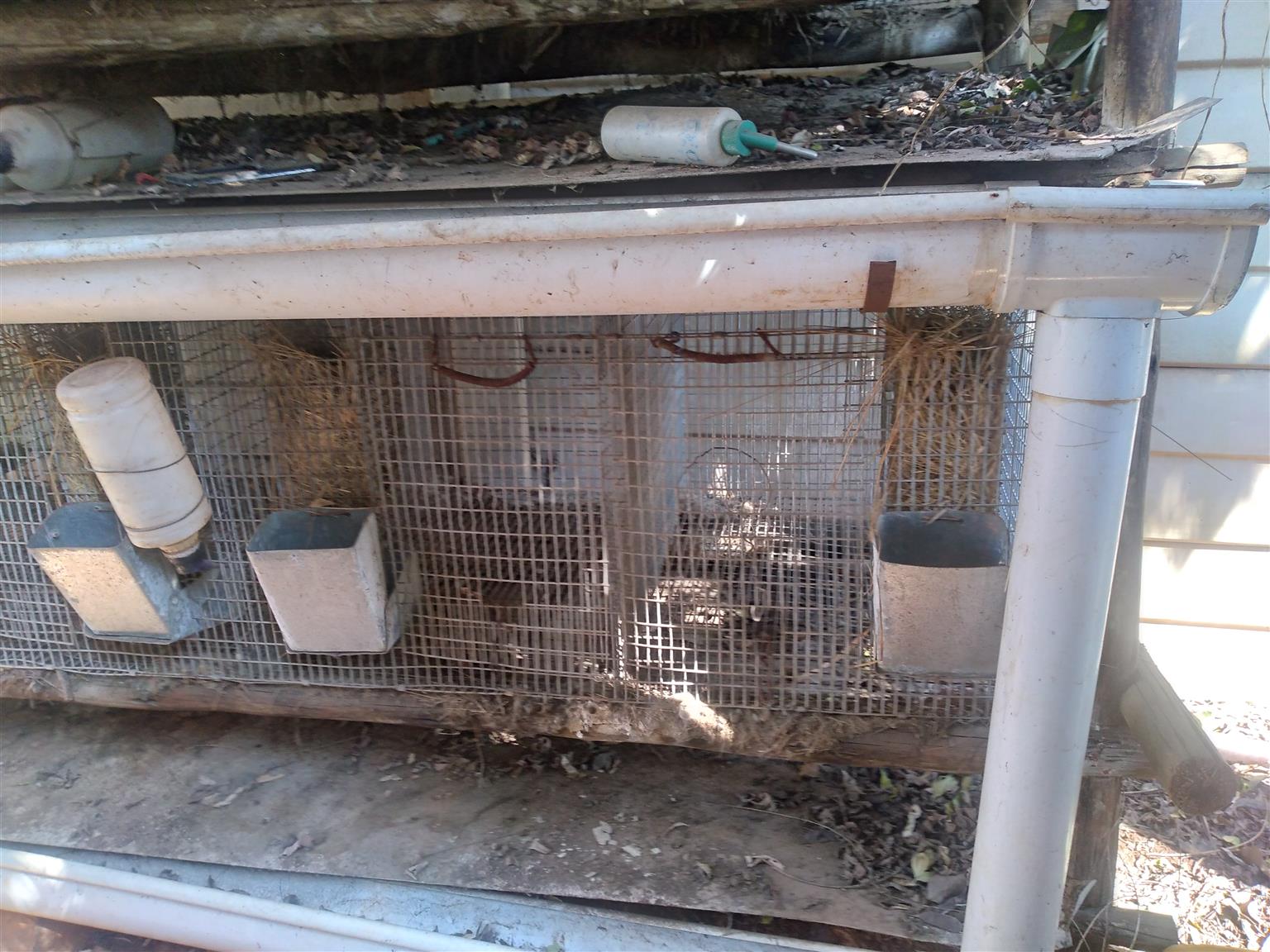 Rabbit Cages