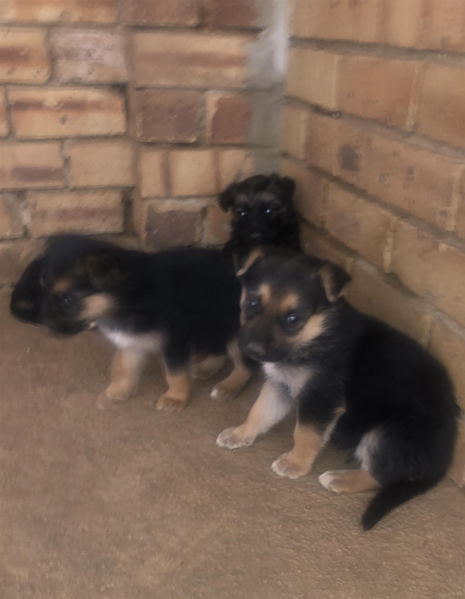 Puppies German Shepard born 21 dec 2021