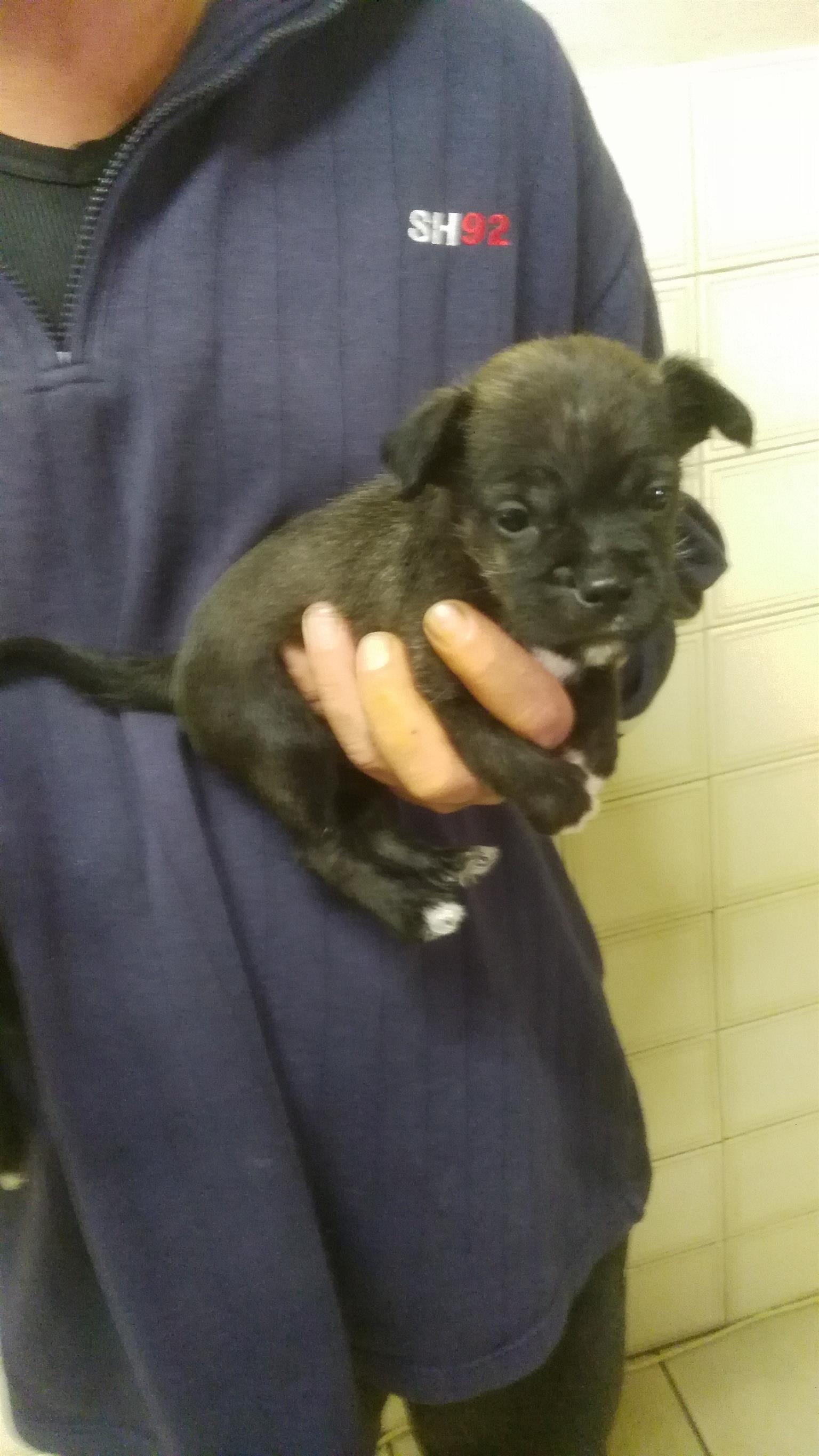 Boston terrier schnauzer mix puppies 2024 for sale