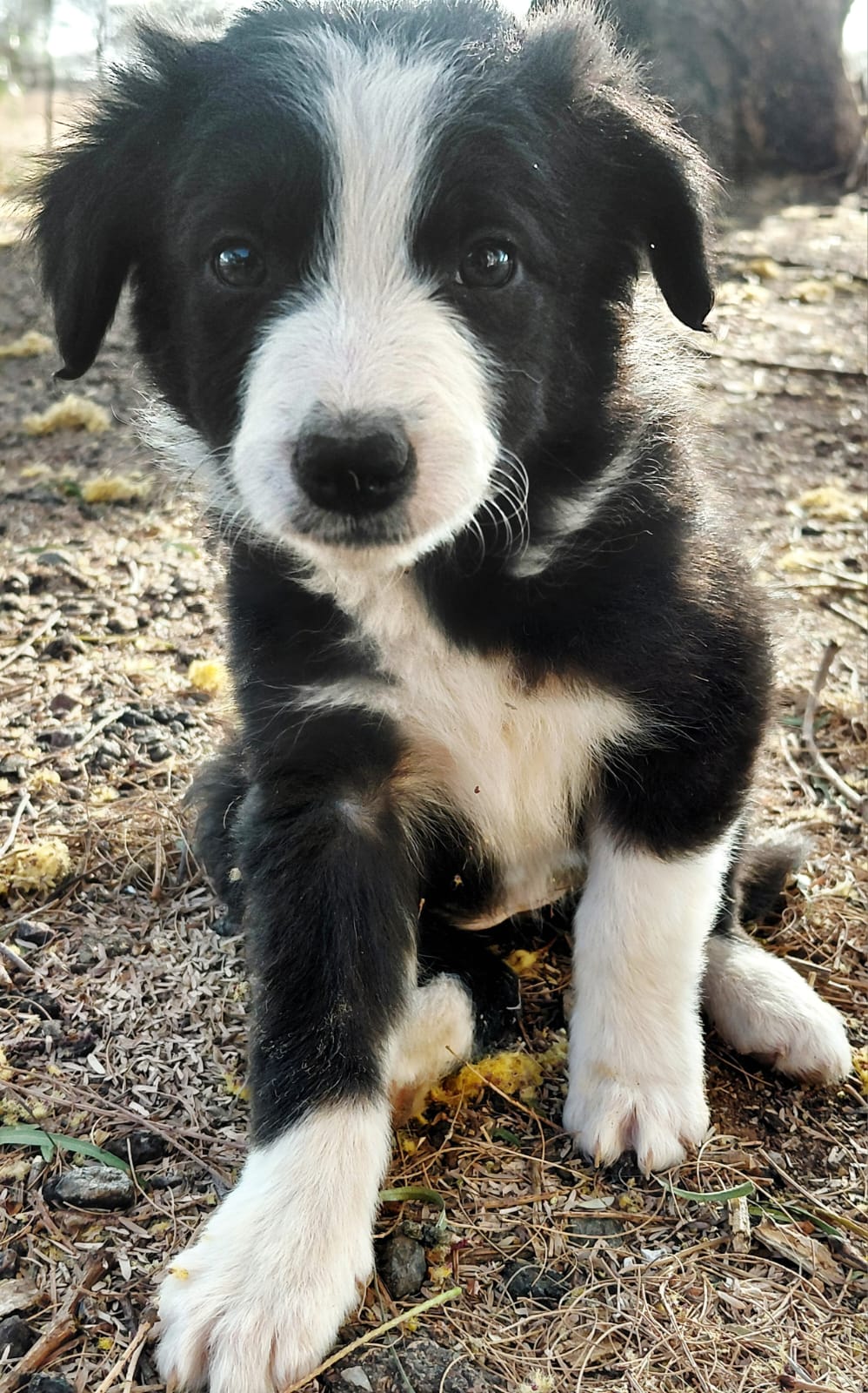 Border Collie Core Beautiful Border Collie puppies for sale | Junk Mail Marketplace