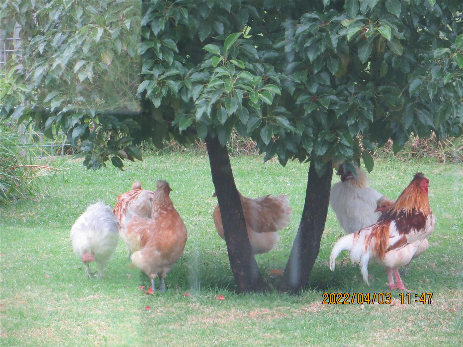 Silkie / Bantam Chickens for sale Junk Mail