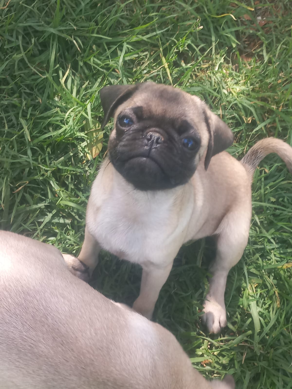 Adorable Pug puppies available | Junk Mail Marketplace
