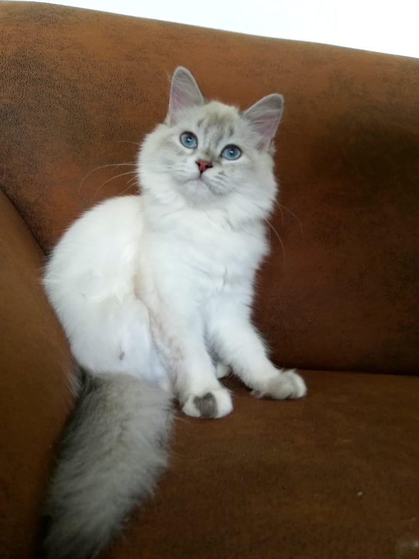 chinchilla kitten for sale