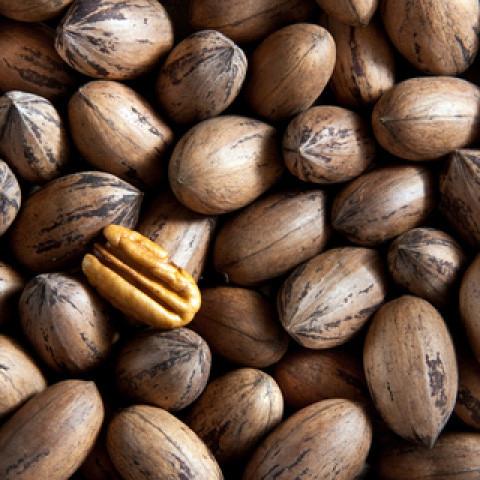 Pecan nuts . Minimum of 40kg   Krugersdorp  area,  abl