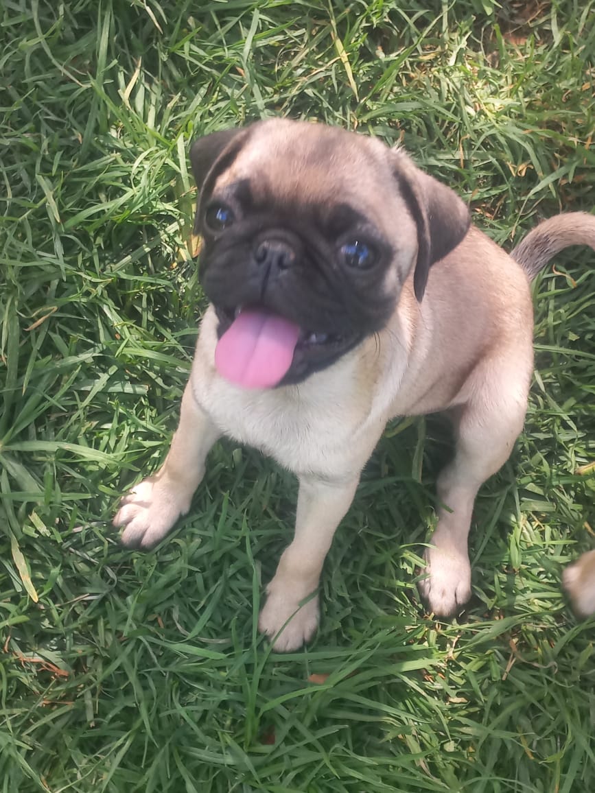 Adorable Pug puppies available | Junk Mail Marketplace