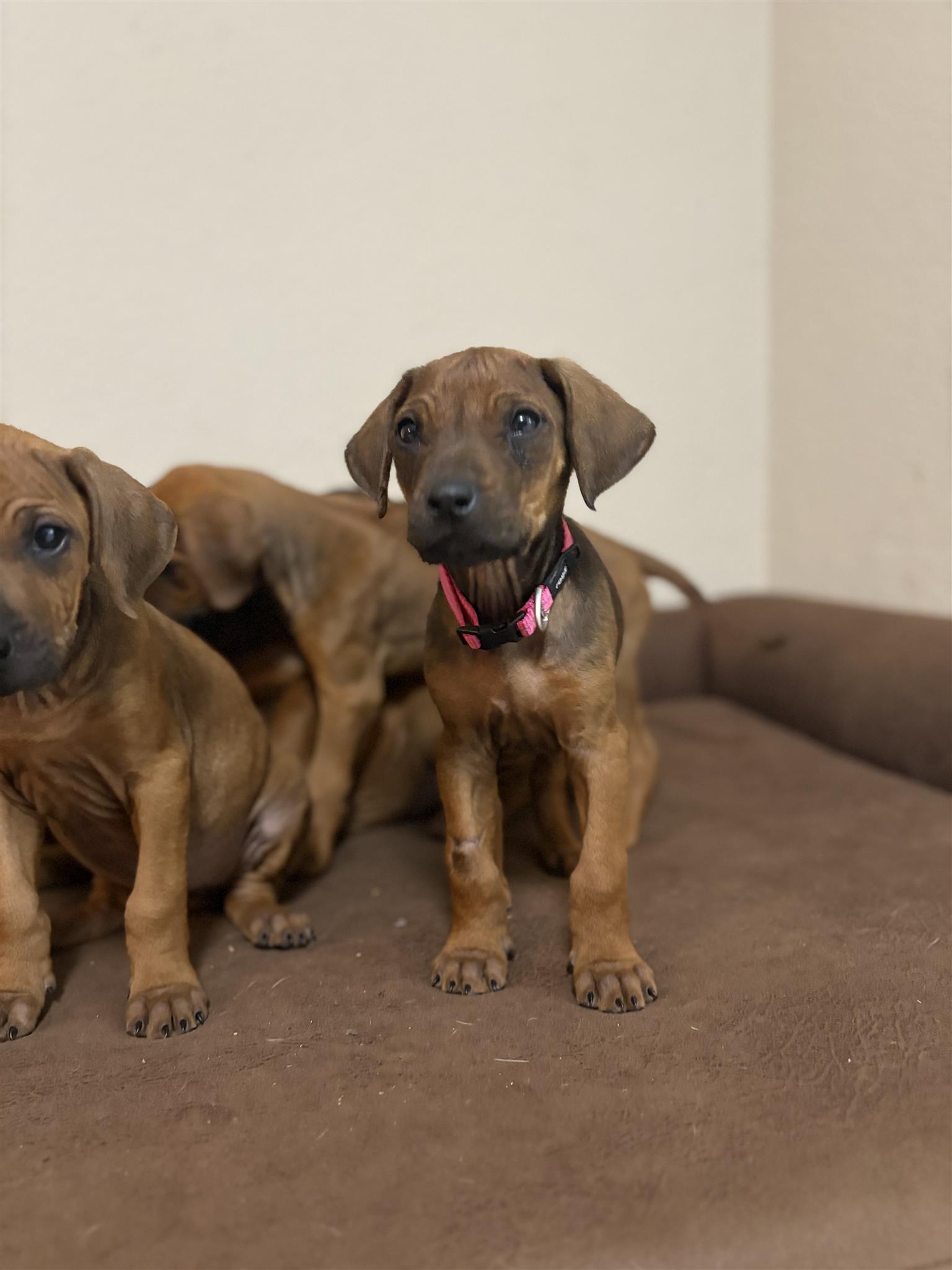 Zejak Ridgebacks Puppies Rhodesian ridgeback puppies | Junk Mail Marketplace