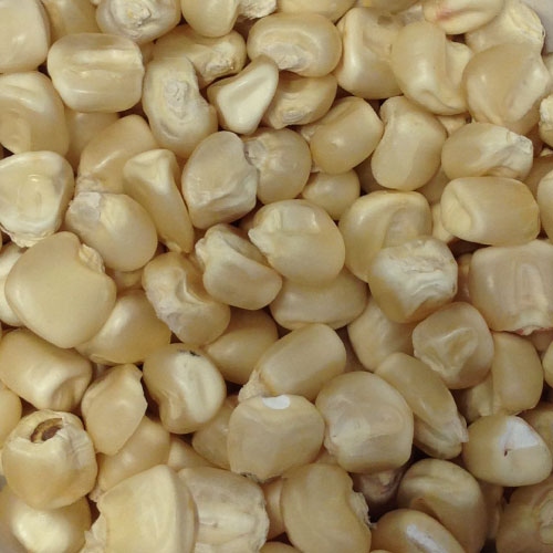 Affordable good quality Yellow Corn/ White Maize for sale