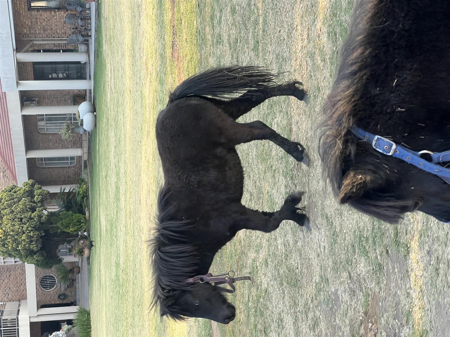 Miniature stallion horse for sale | Junk Mail Marketplace