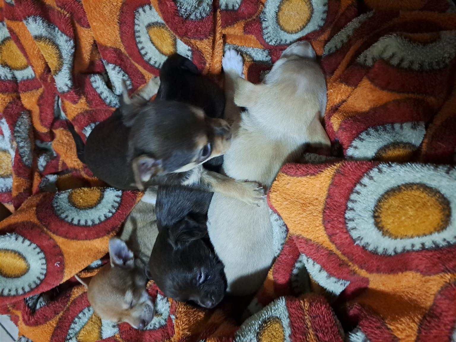 Dear head chihuahua puppies for sale | Junk Mail Marketplace