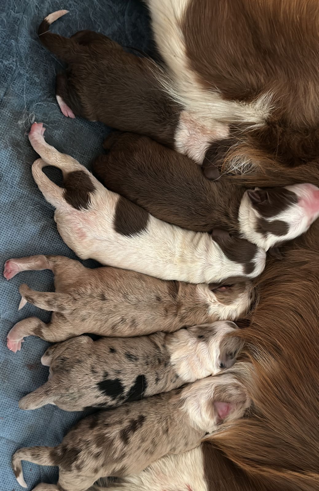border-collie-puppies-available-junk-mail