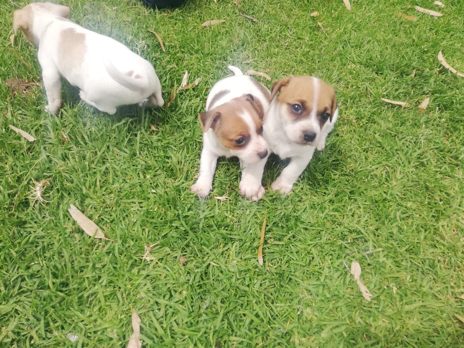 Jack Russel Puppies For Sale