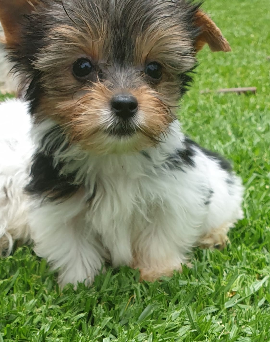 when should yorkie puppies get shots