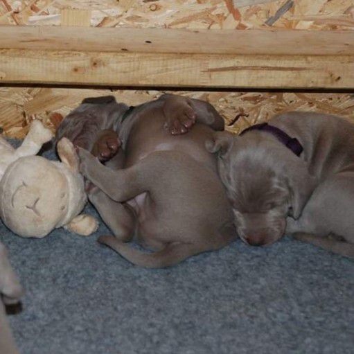 grey weimaraner