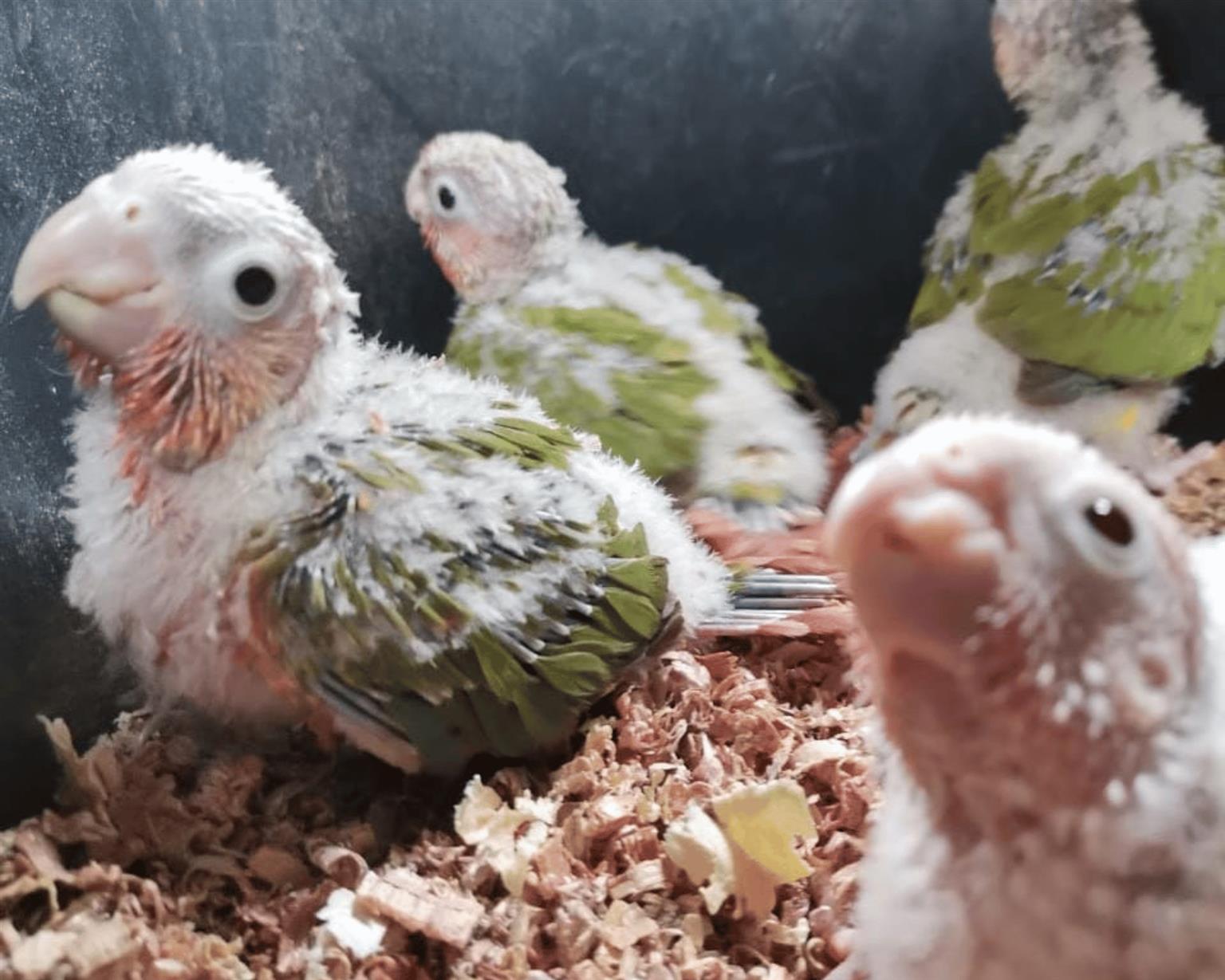 Hand reared Pineapple Conures Tame bird Junk Mail