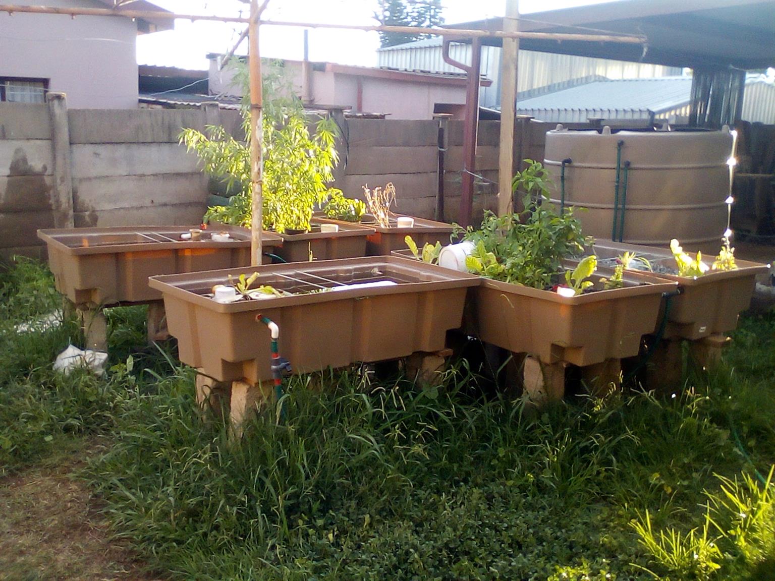 Fully functional Complete Aquaponics System