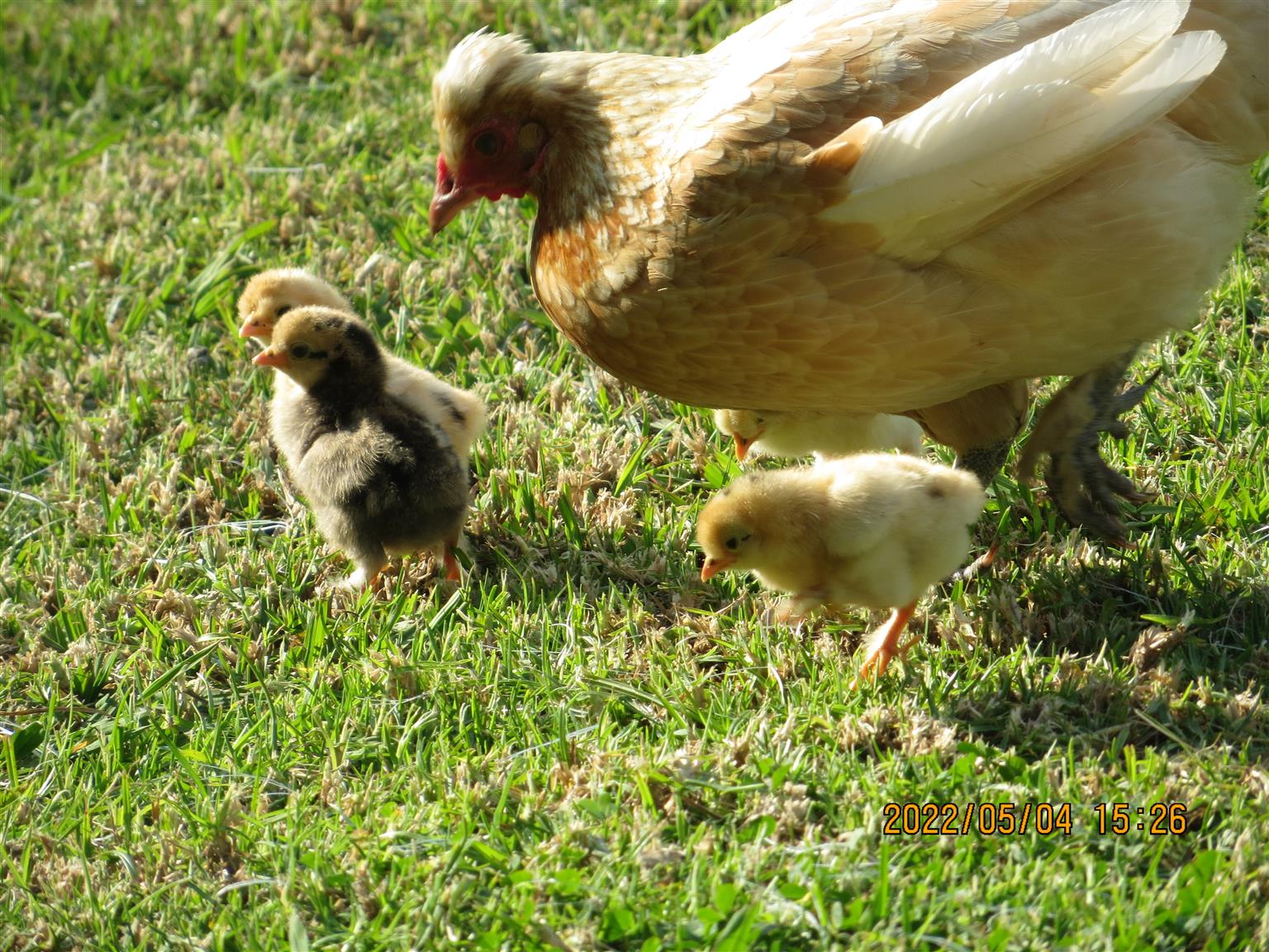 Silkie / Bantam Chickens for sale Junk Mail