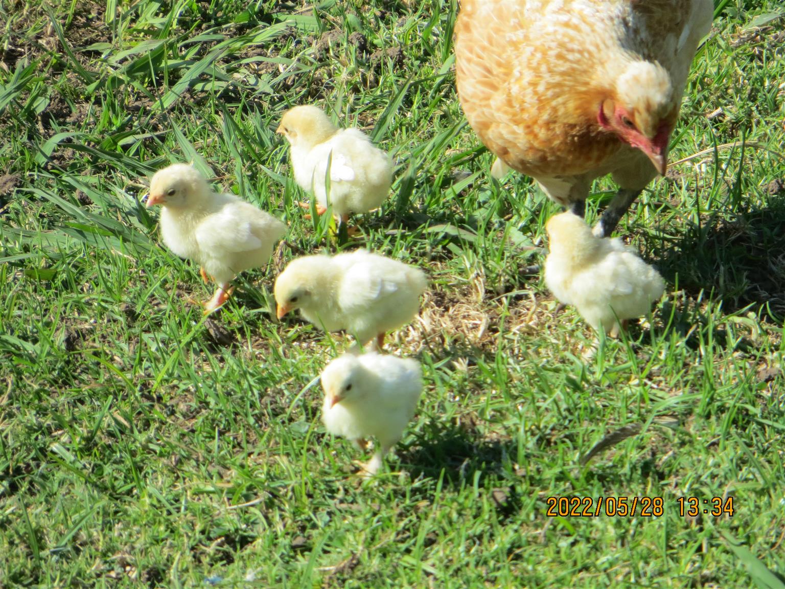Silkie / Bantam Chickens for sale Junk Mail
