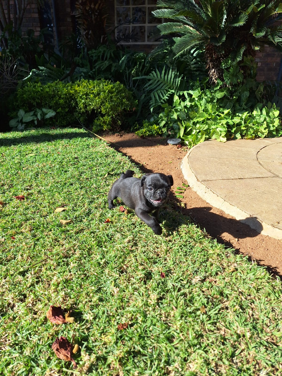 Pug puppy | Junk Mail