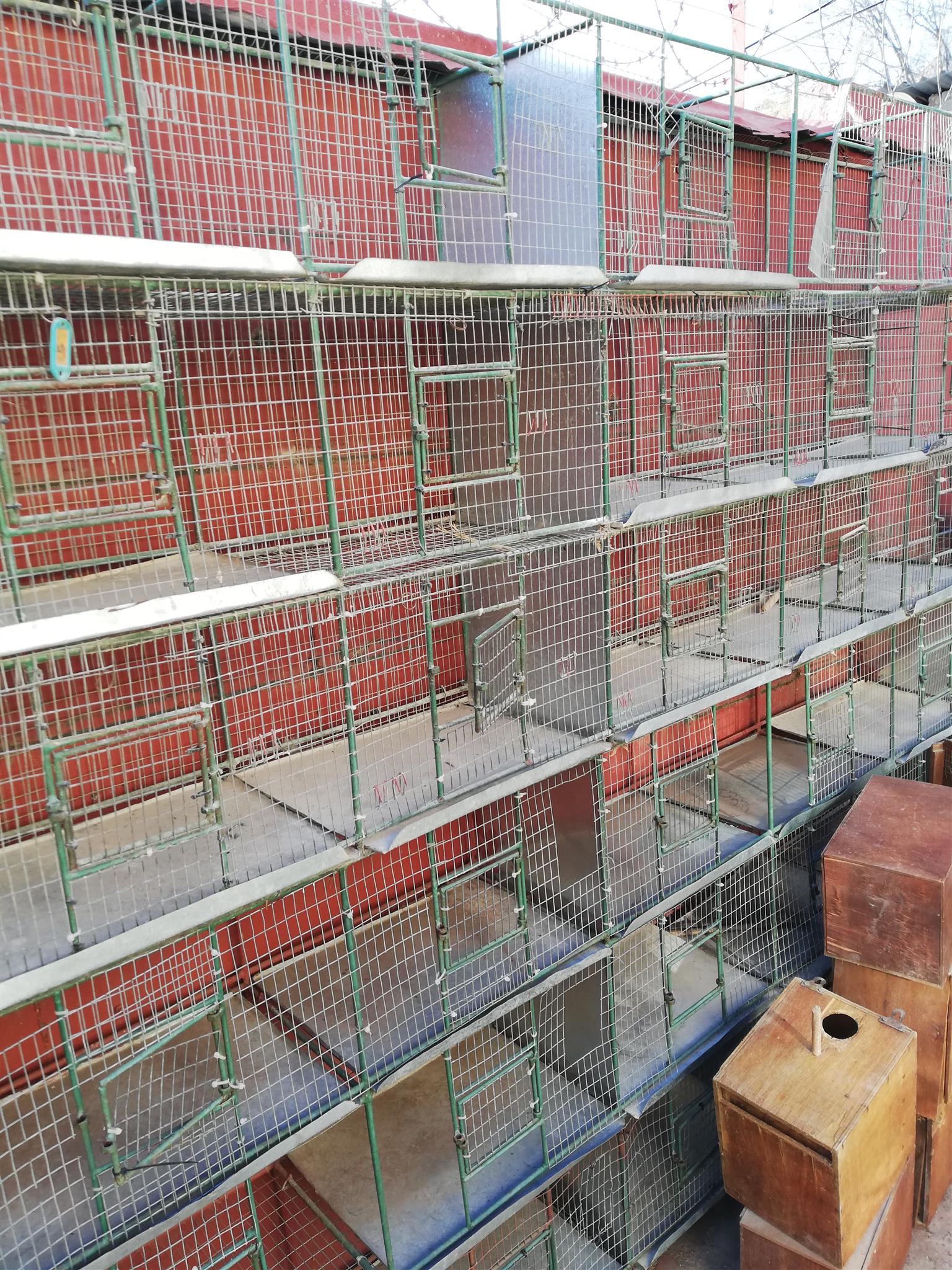 canary cages for sale