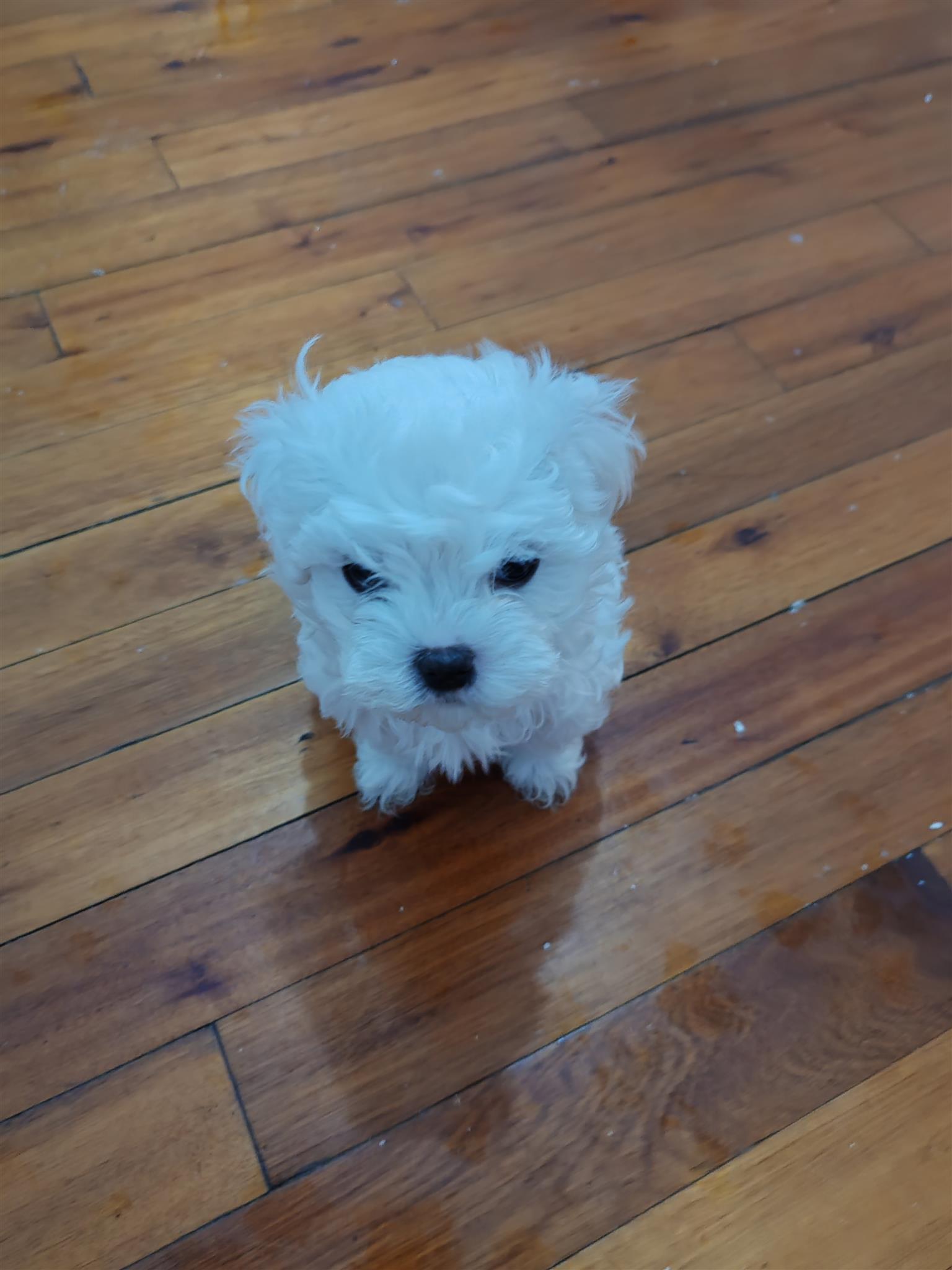 Miniature Maltese Puppies 