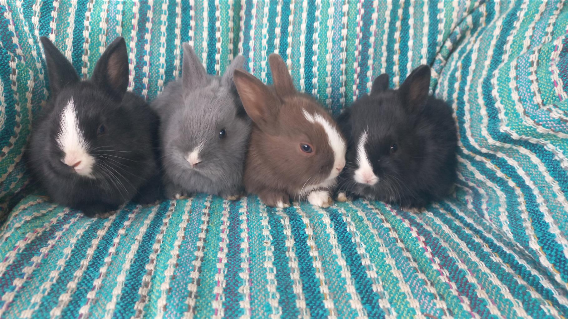 BEAUTIFUL baby bunnies/rabbits for sale | Junk Mail Marketplace
