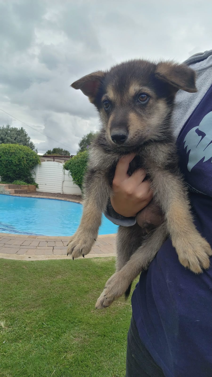 Pure breed German Shepherd puppies | Junk Mail Marketplace