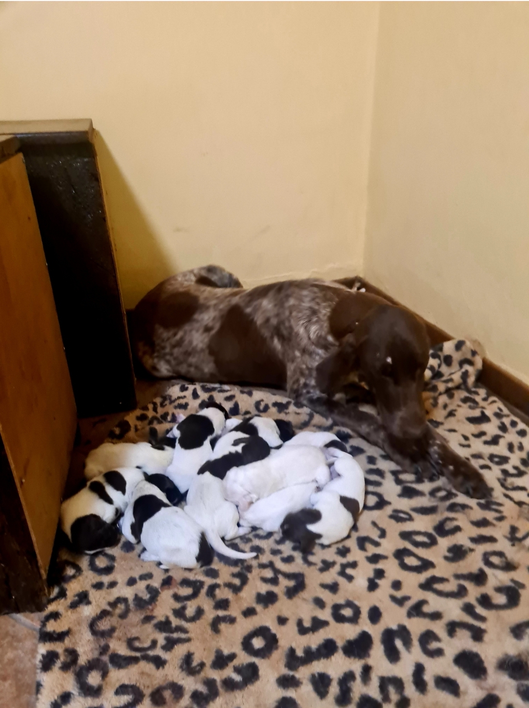 German shorthaired pointers pups