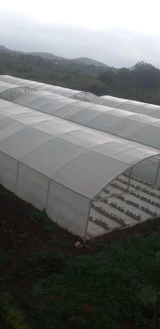 Vegetable tunnels greenhouses 