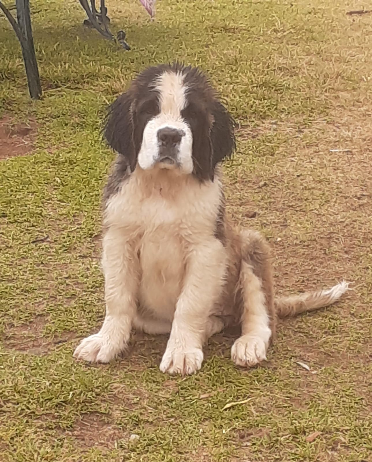 Loving Saint Bernards for sale Junk Mail