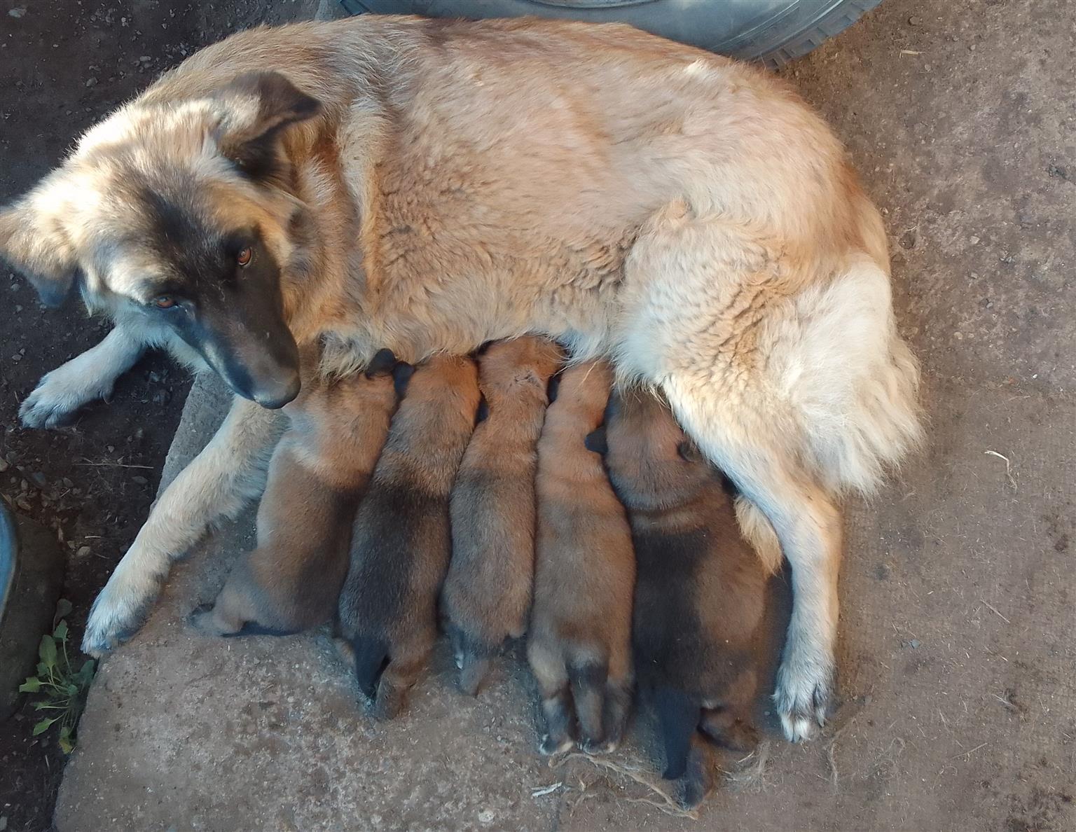 German Shephard Puppies for sale