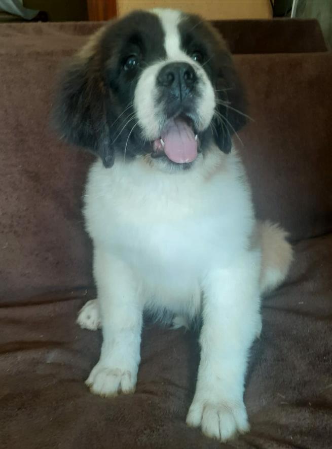 Loving Saint Bernards for sale Junk Mail